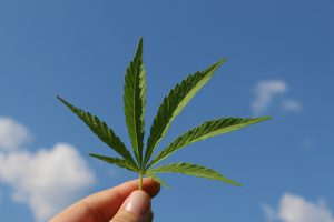Cannabis Working Felony